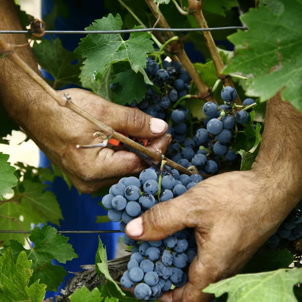 Les vendanges à la main — Dominio Los Pinos