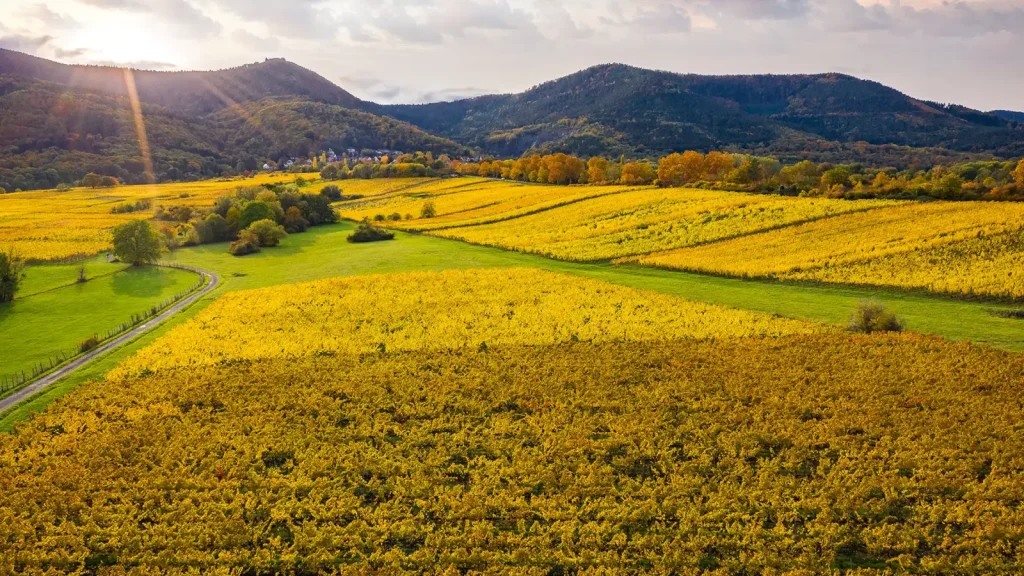 Le vignoble en automne — Fritz-Schmitt