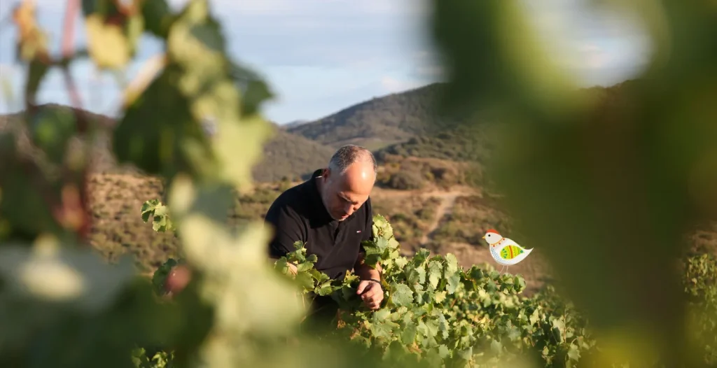 Le travail dans les vignes — Jeff Carrel