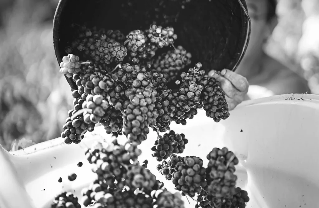 La récolte des raisins — Jérôme Arnoux