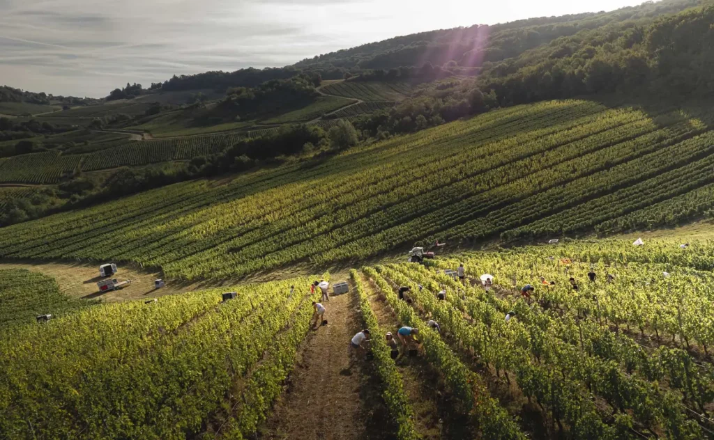 Les vendanges dans les vignes — Jérôme Arnoux