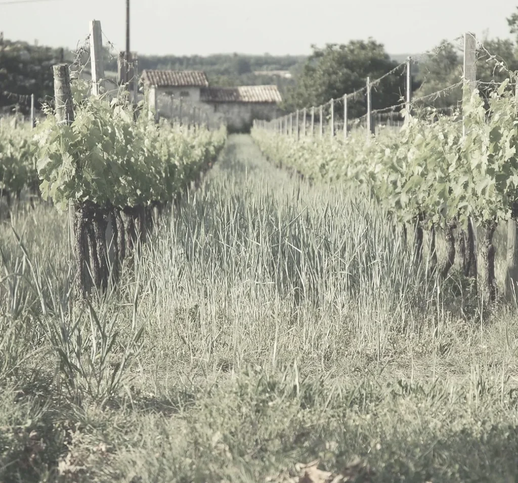 Les rangs de vignes enherbés — Le Jonc Blanc