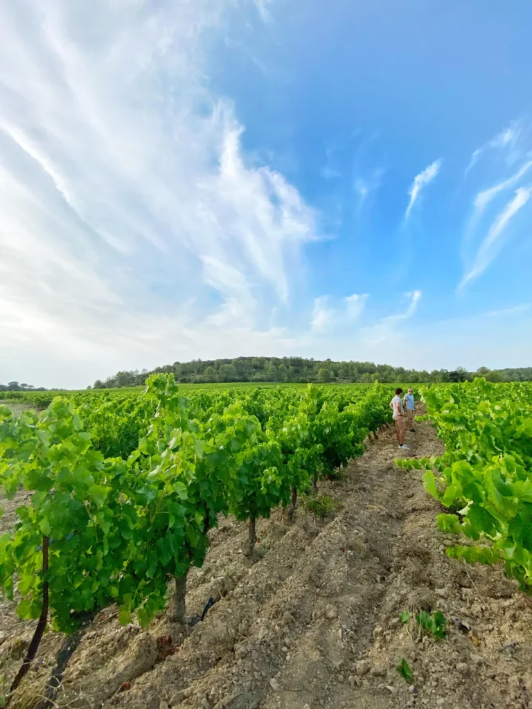 Au milieu des rangs de vigne — Le Petit Oratoire