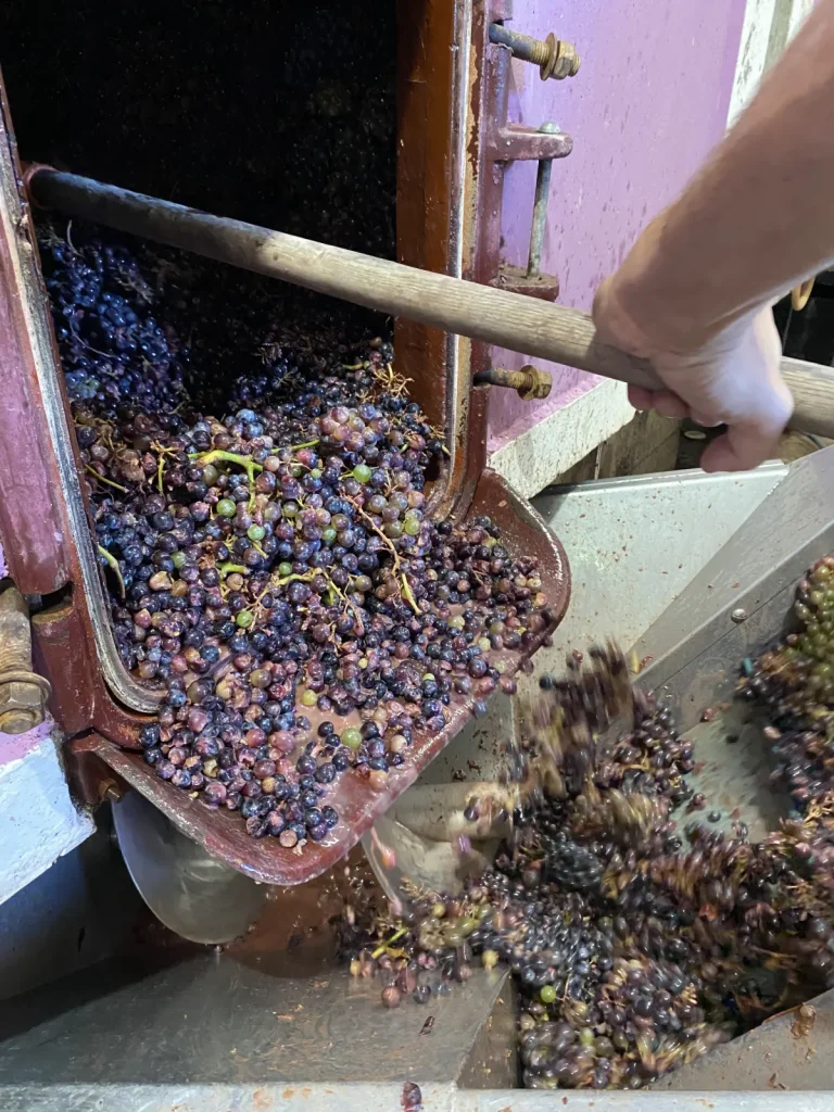 Le travail du raisin au chai — Le Petit Oratoire