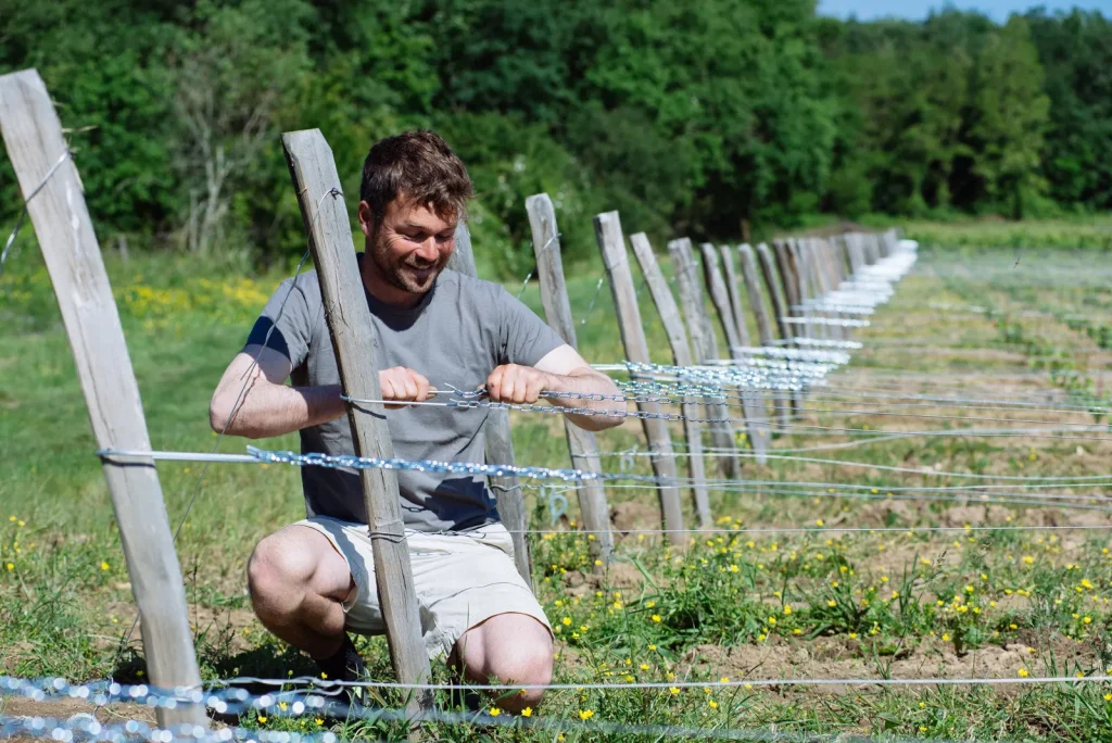 Le travail de palissage des vignes — Le Rocher des Violettes