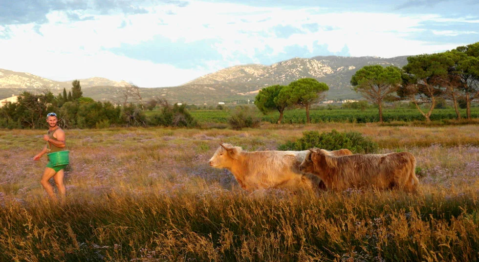 Les vaches dans le paysage viticole — Mamaruta