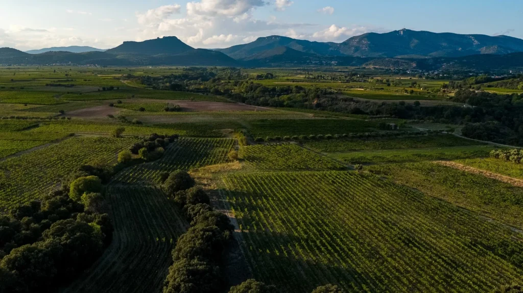 Vue aérienne du vignoble — Mas Cal Demoura
