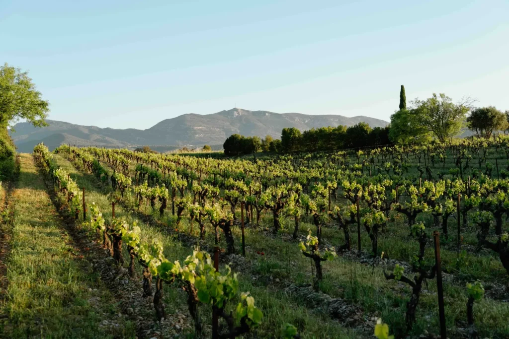 Les rangs de vignes — Mas Cal Demoura