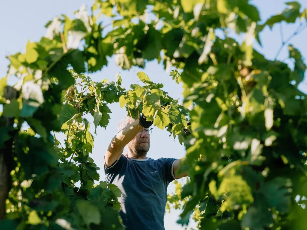 Le travail dans les vignes — Mas Cal Demoura