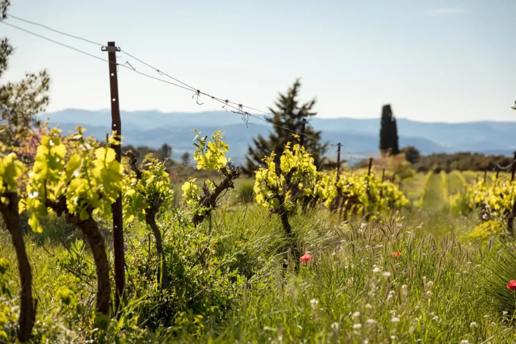 Les vignes au printemps — Mas de Janiny