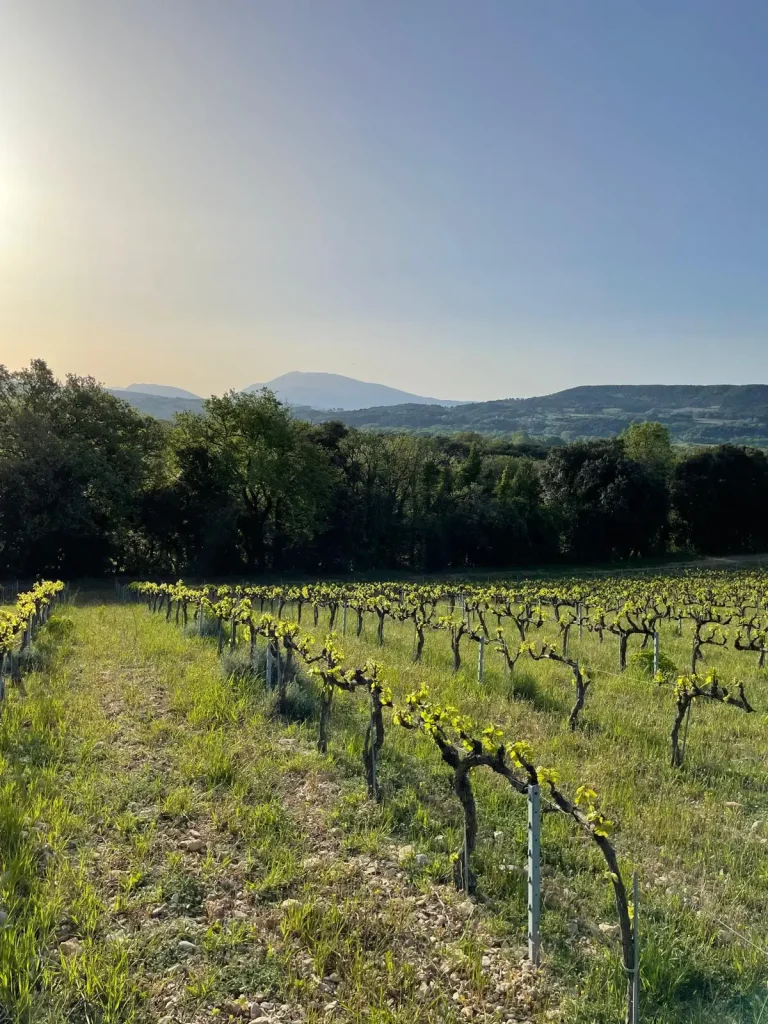 Les vignes au printemps — Pascal Chalon
