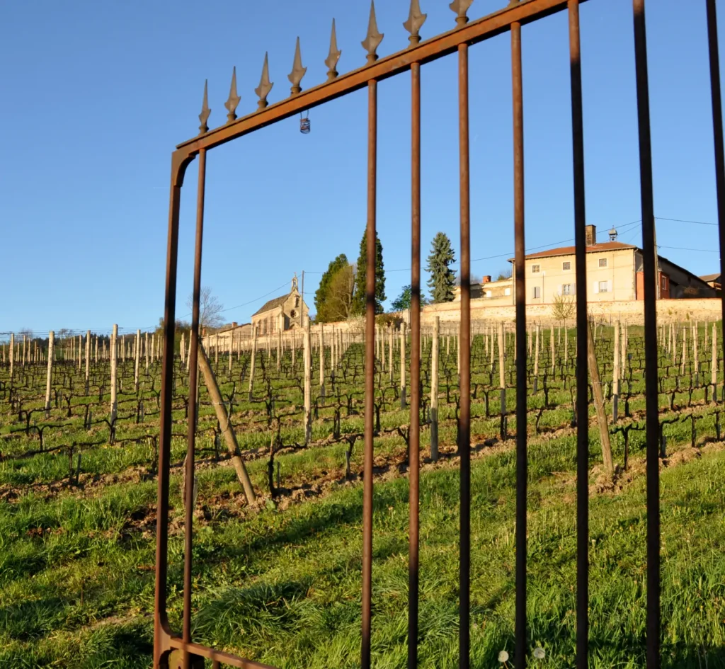 Les vignes derrière le portail — Romain Paire