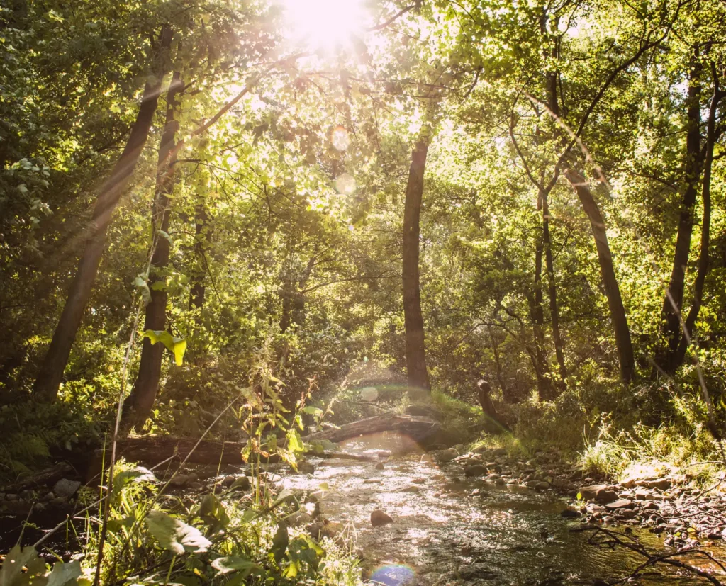 Le ruisseau dans les bois — Speyburn