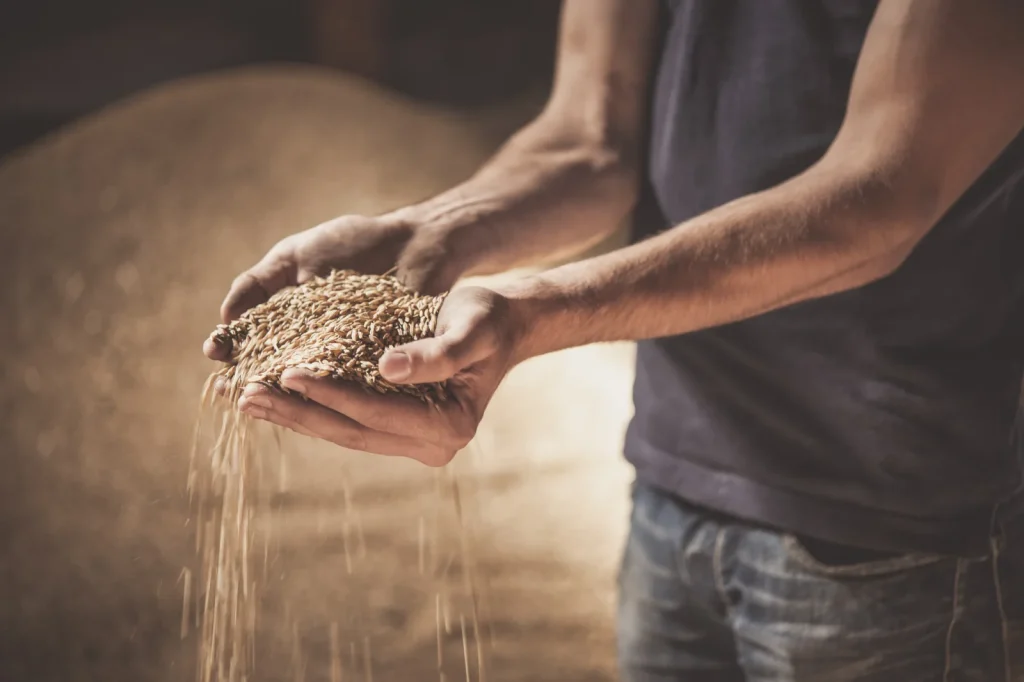Le travail du grain — Springbank