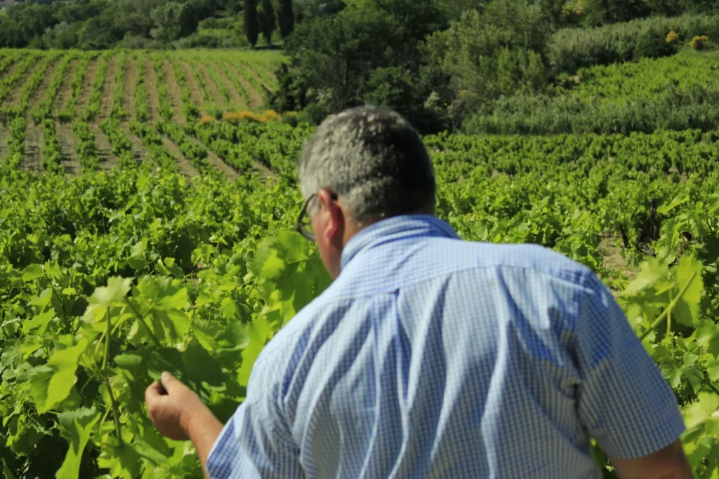 Le travail dans les vignes — Trapadis