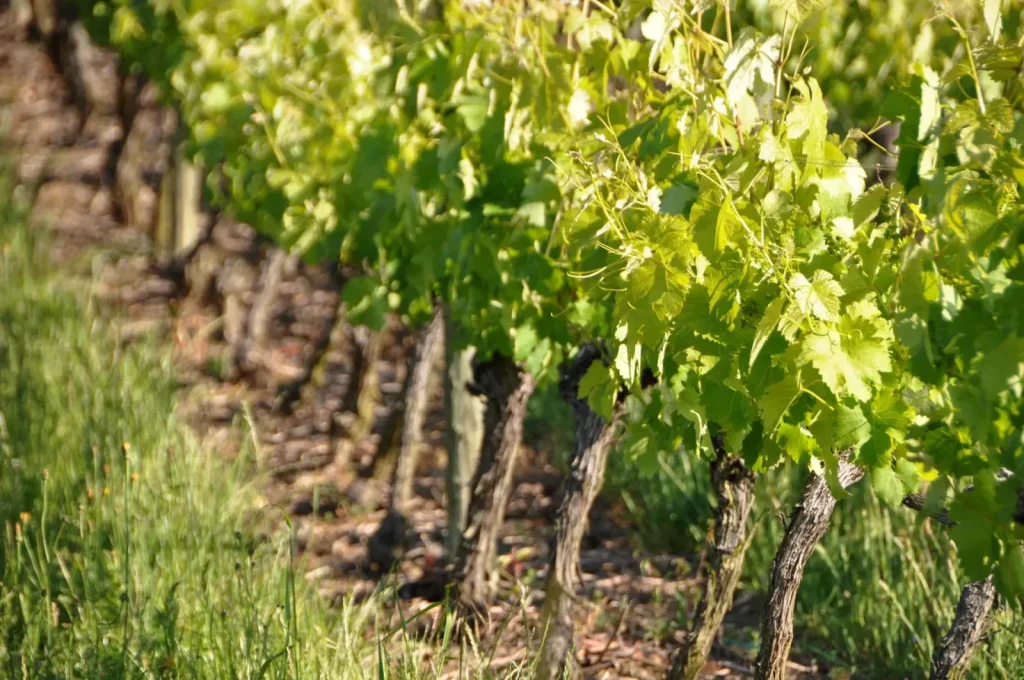Les rangs de vigne — Vin & Pic