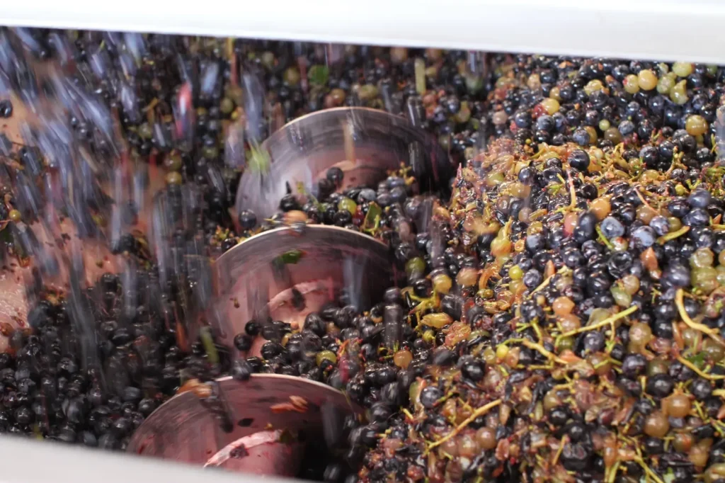Les raisins dans la trémie — Vin & Pic