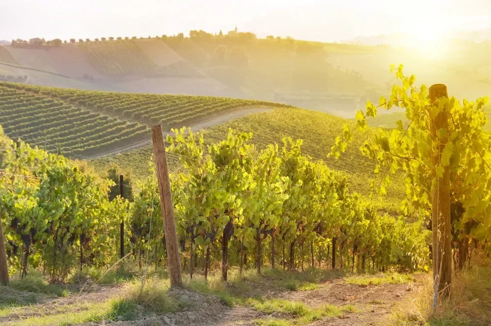 Les vignes au soleil couchant — Vin & Pic